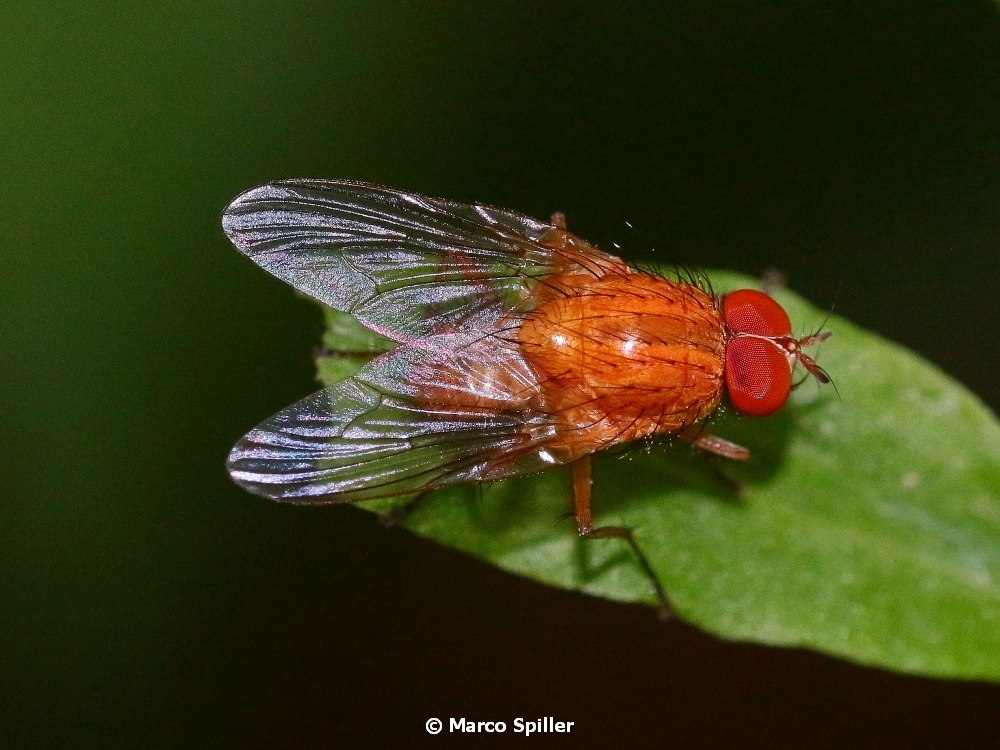Muscidae: Phaonia pallida ?  S ! ♂